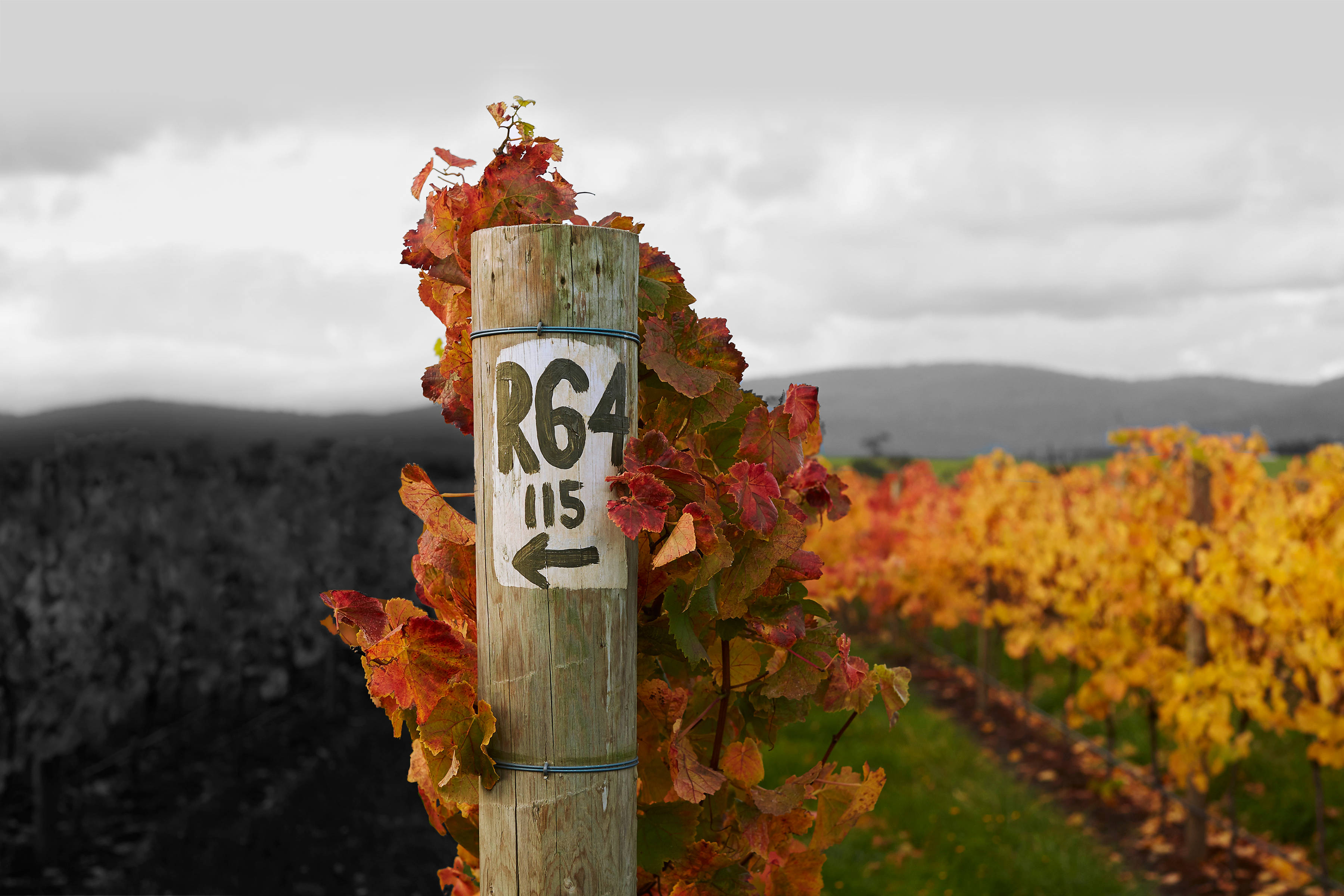The end post of a vine row from the roadside block, R64, containing Pinot Noir 115 clones. Photo: Renee Hodskiss.